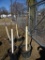 SUNBURST HONEY LOCUST, BID X 2