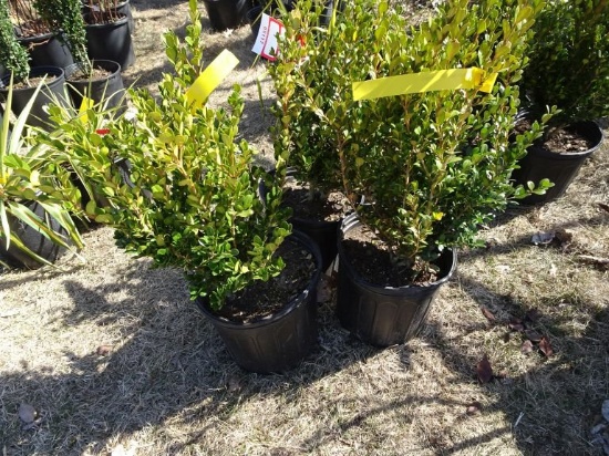 BOXWOOD WINTERGREEN, BID X 3