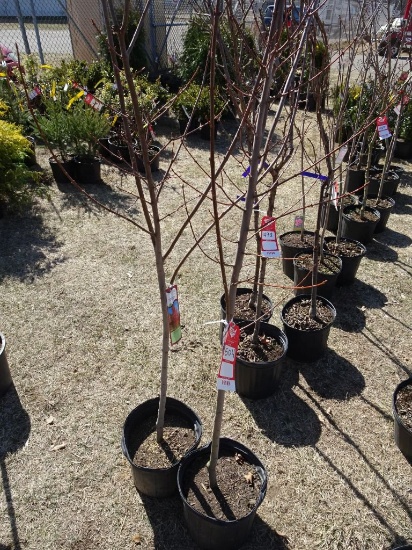 SUN VALLEY RED MAPLE, BID X 2