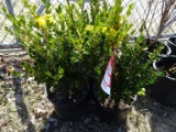 BOXWOOD WINTERGREEN, BID X 3