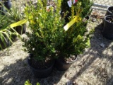 BOXWOOD WINTERGREEN, BID X 3