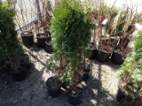 PYRAMID ARBOROITAE, BID X 6