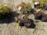 AZALEA LEMON LIGHTS, BID X 3