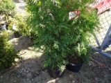 GREEN GIANT ARBOROITAE, BID X 3