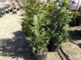 GREEN GIANT ARBOROITAE, BID X 3