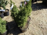 DWARF ALBERTA SPRUCE, BID X 3