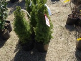 DWARF ALBERTA SPRUCE, BID X 3