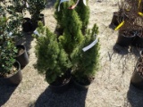 DWARF ALBERTA SPRUCE, BID X 3