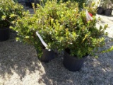 AZALEA CORAL BELLS, BID X 3