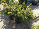 AZALEA CORAL BELLS, BID X 3