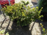 AZALEA CORAL BELLS, BID X 8