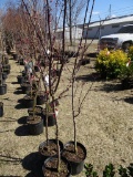 PROFUSION DBL PINK FLOWERING CRAB APPLE, BID X 3