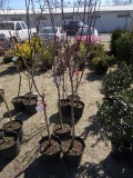 PROFUSION DBL PINK FLOWERING CRAB APPLE, BID X 3
