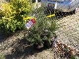 NORWAY SPRUCE, BID X 3