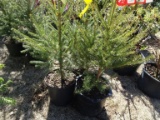 NORWAY SPRUCE, BID X 3