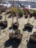 RED FLOWERING DOGWOOD, BID X 3