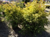GOLD SPANGLE CYPRESS, BID X 3