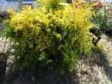 GOLD SPANGLE CYPRESS, BID X 3