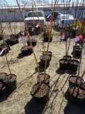 YELLOW WEEPING WILLOW, BID X 2