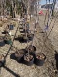 PINK LADY APPLE TREE (1), MATSU APPLE TREE (1), MCINTOSH  APPLE TREE (1), Y