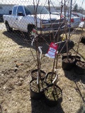 BING SWEET CHERRY (1), BLACK TARTARIAN CHERRY (1), MONTMORENCY CHERRY (1),