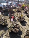 BING SWEET CHERRY (1), BLACK TARTARIAN CHERRY (1), MONTMORENCY CHERRY (1),
