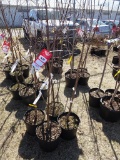 BING SWEET CHERRY (1), BLACK TARTARIAN CHERRY (1), MONTMORENCY CHERRY (1),