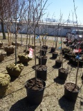 WHITE SWAMP OAK TREES, BID X 5