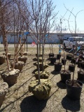 MAPLE RED SUNSET TREES, BID X 5