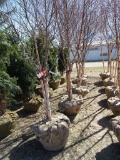 RIVER BIRCH CLUMPS, BID X 10