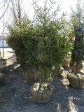NORWAY SPRUCE TREES, BID X 5