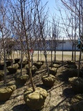 CLEVLAND SELECT PEAR TREES, BID X 5