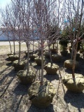 MAPLE SUN  VALLEY TREES, BID X 5