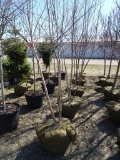 WHITE SPIRE BIRCH TREES, BID X 5