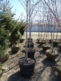 POTTED MAPLE AUTUMN BLAZE TREES, BID X 5