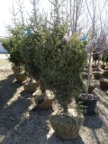 WHITE SPRUCE TREES, BID X 5