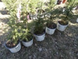 WHITE SPRUCE, BID X 5