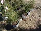 WHITE SPRUCE, BID X 5