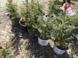 WHITE SPRUCE, BID X 5