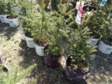 WHITE SPRUCE, BID X 5