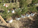 WHITE SPRUCE, BID X 5