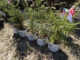 WHITE SPRUCE, BID X 5