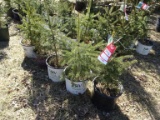 WHITE SPRUCE, BID X 5