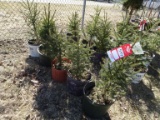 WHITE SPRUCE, BID X 5