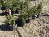 BLACK HILLS SPRUCE, BID X 5