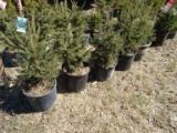 BLACK HILLS SPRUCE, BID X 5