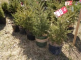 BLACK HILLS SPRUCE, BID X 5