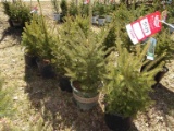 BLACK HILLS SPRUCE, BID X 5