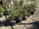 BLACK HILLS SPRUCE, BID X 5