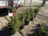 BLACK HILLS SPRUCE, BID X 5